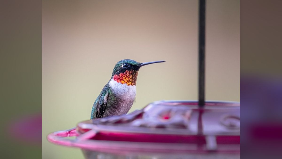 Top 10 Smart Bird Feeders in 2027 — Best Overall + Best Value — figure 1