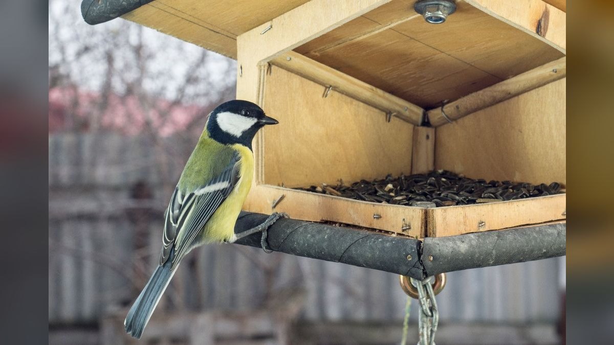 Top 10 Smart Bird Feeders in 2027 — Best Overall + Best Value — figure 3