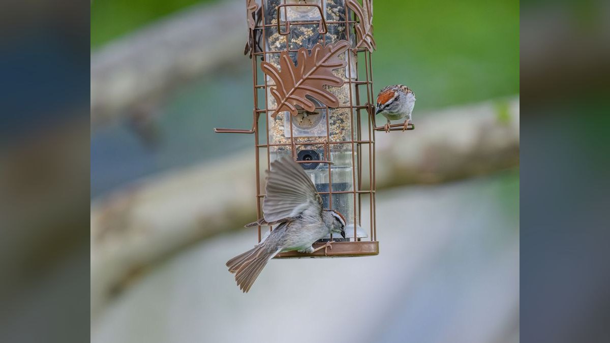 Top 10 Smart Bird Feeders in 2027 — Best Overall + Best Value — figure 4