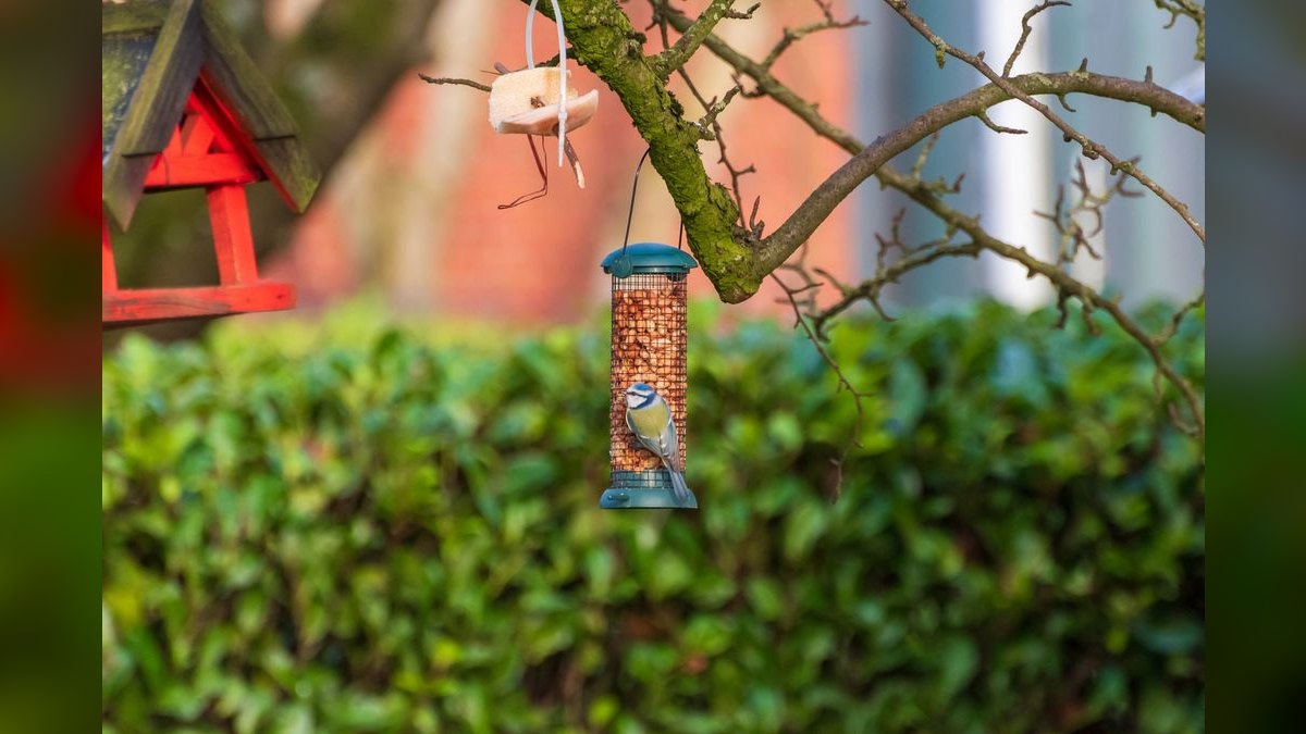 Top 10 Smart Bird Feeders in 2027 — Best Overall + Best Value — figure 5