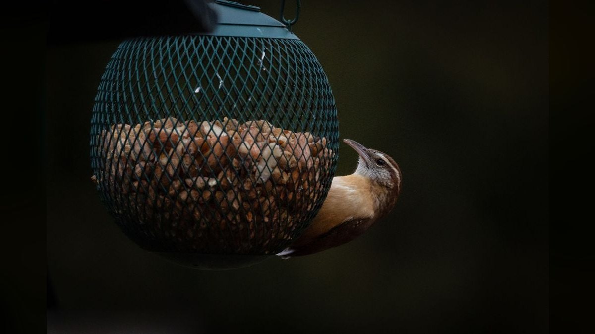 Top 10 Smart Bird Feeders in 2027 — Best Overall + Best Value — figure 6