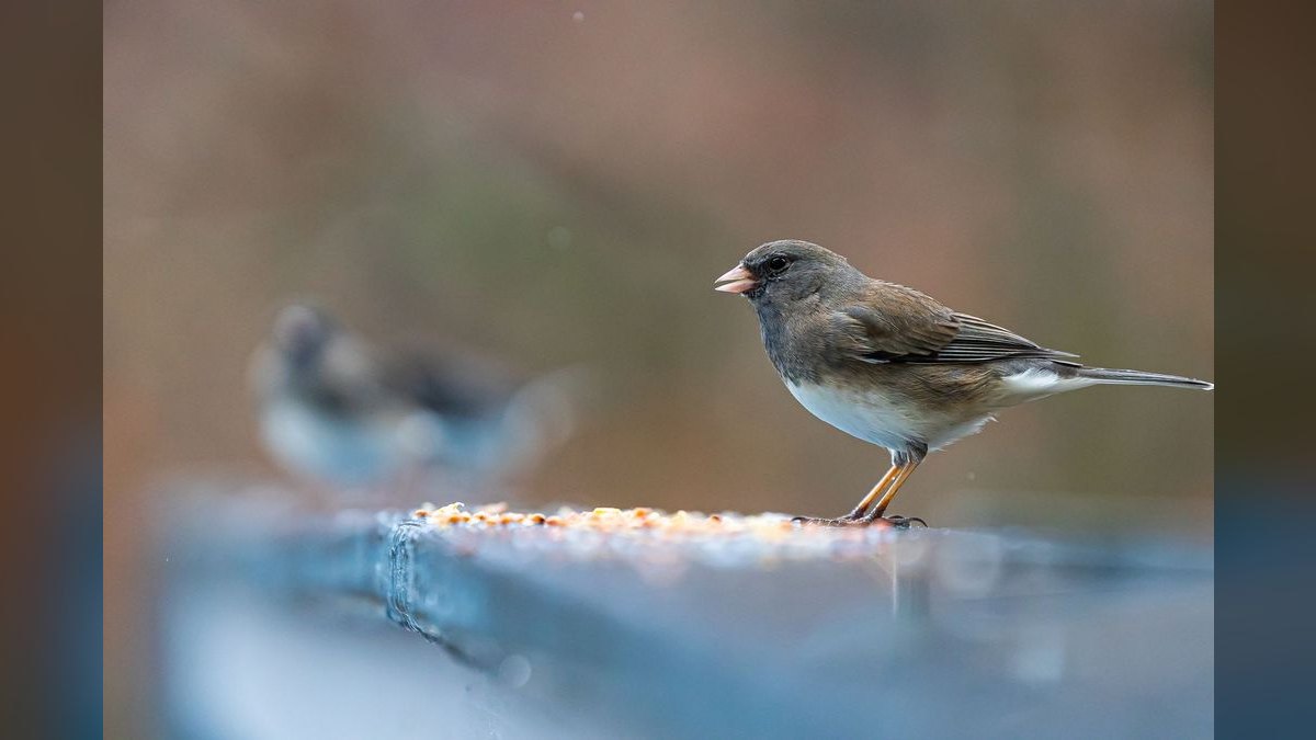 Top 10 Smart Bird Feeders in 2027 — Best Overall + Best Value