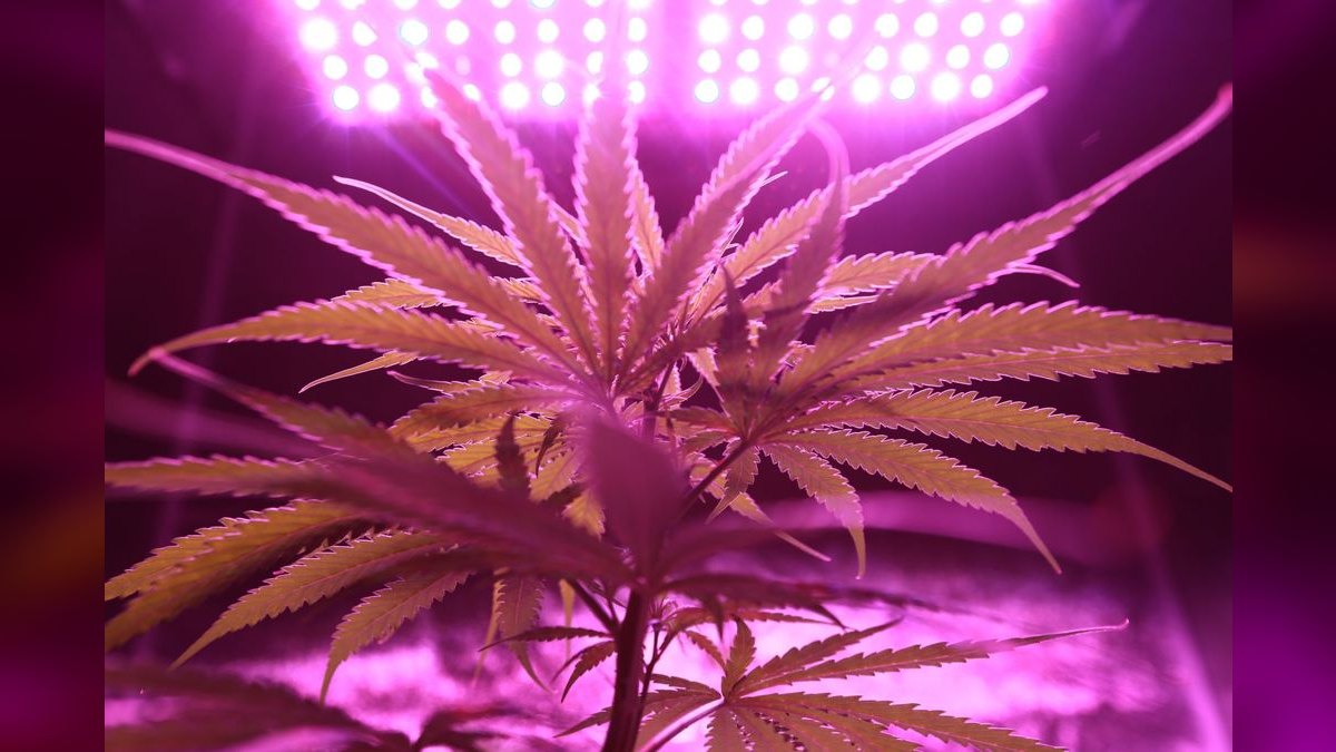 Top 10 LED Grow Lights in 2027 — Best Overall + Best Value — figure 2