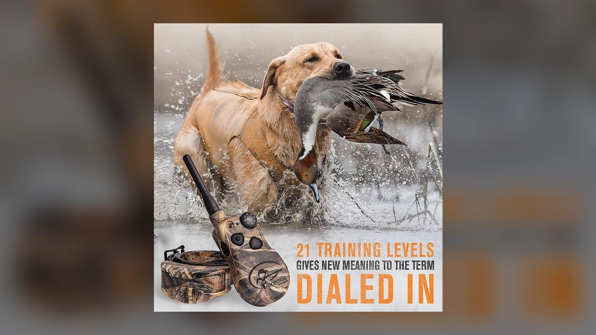 Top 10 Dog Training Collars — Best Overall + Best Value in 2027 — figure 9