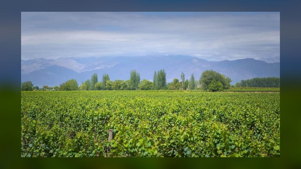 Top 10 Best Places to Buy a Vineyard or Winery in 2027 — figure 9