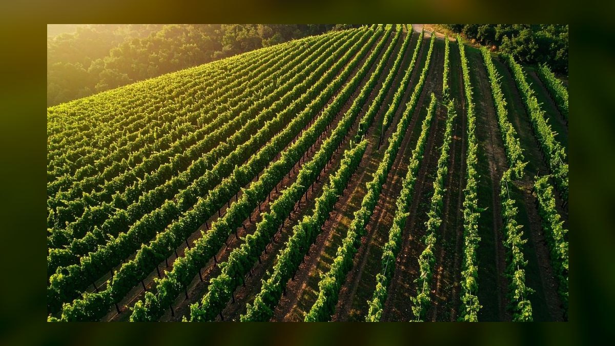Top 10 Best Places to Buy a Vineyard or Winery in 2027
