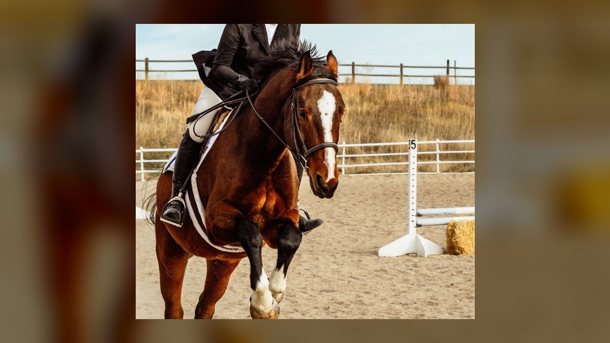 Top 10 Equestrian Communities in Denver in 2027 — figure 7