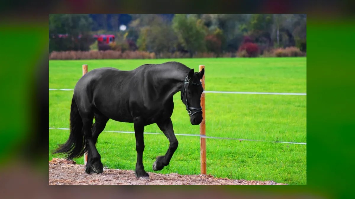 Top 10 Equestrian Communities in Charlotte in 2027 — figure 2