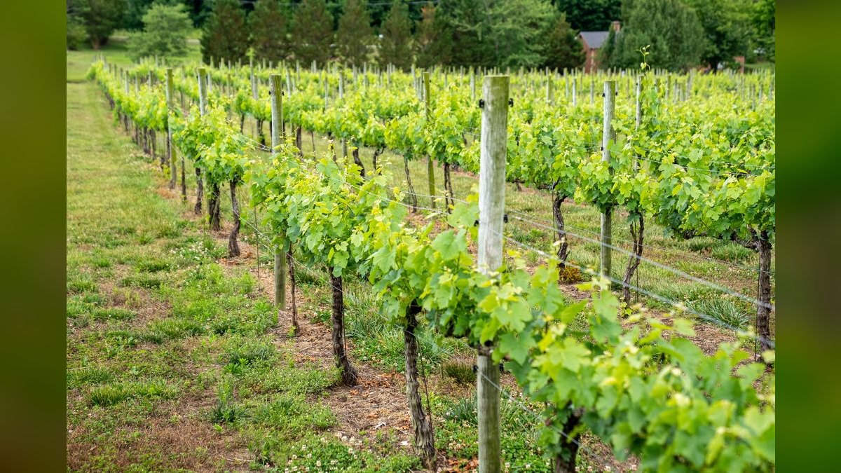 Top 10 Vineyard Estates in Atlanta — figure 4