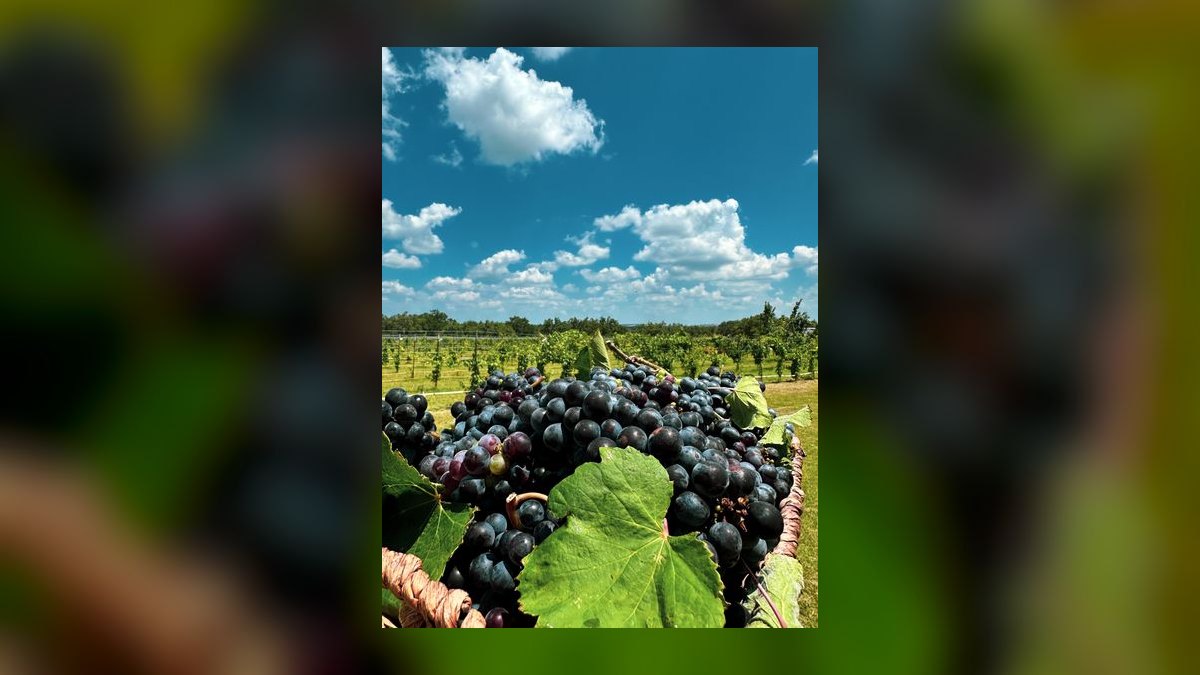 Top 10 Vineyard Estates in Austin in 2027 — figure 10