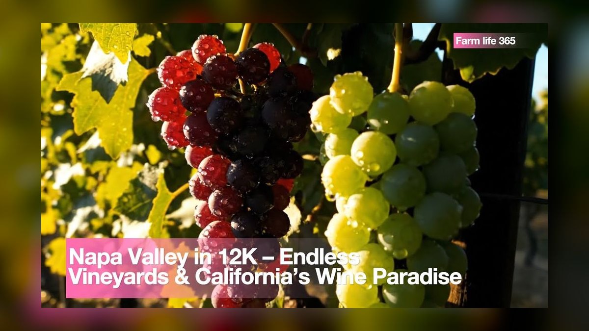 Top 10 Vineyard Estates in Phoenix in 2027 — figure 9