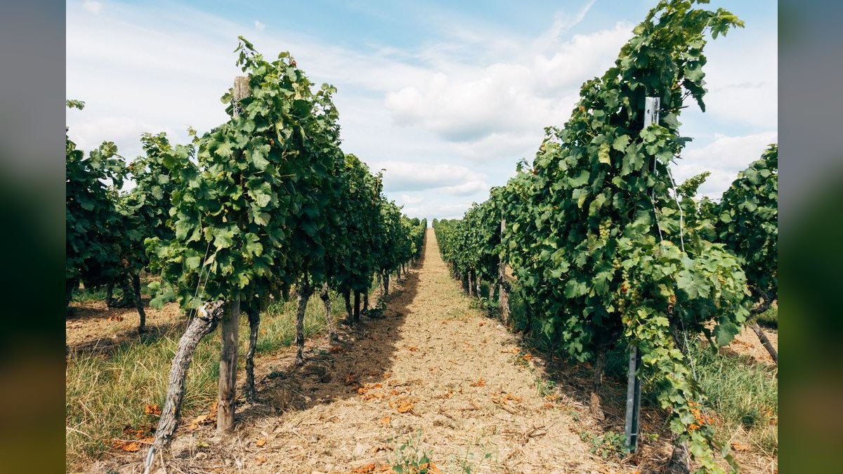 Top 10 Vineyard Estates in Scottsdale — figure 5