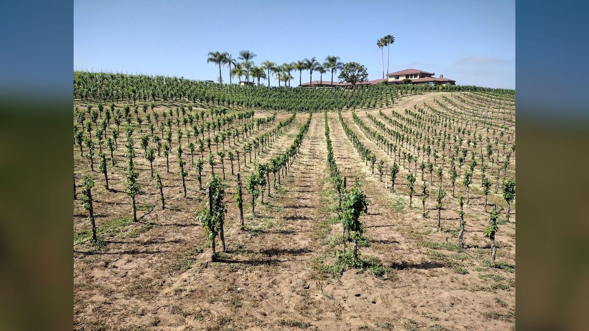 Top 10 Vineyard Estates in Scottsdale in 2027