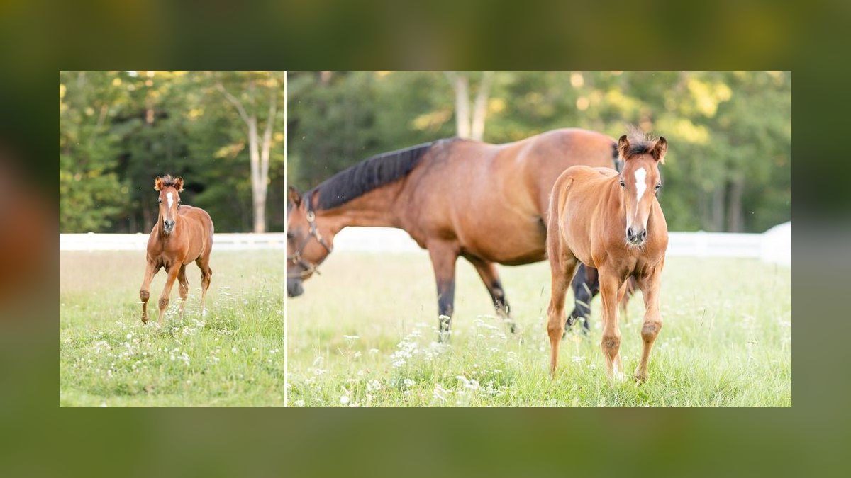 Top 10 Equestrian Communities in Florida vs. Top 10 Equestrian Communities in Kentucky in 2027 — figure 10