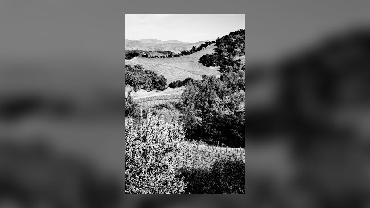 Top 10 Vineyard Estates vs. Horse Farms in Napa Valley in 2027 — figure 1