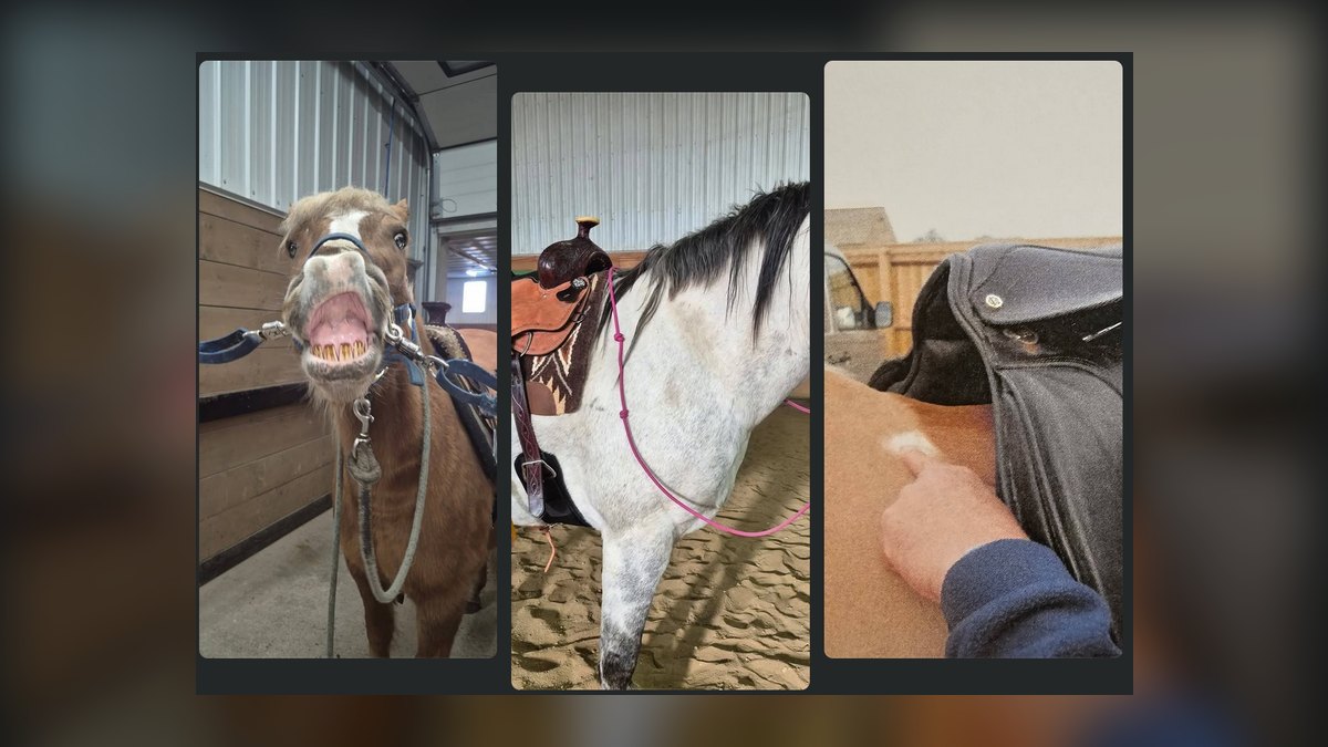 Top 10 Equestrian Estates in North Carolina in 2027 — figure 5