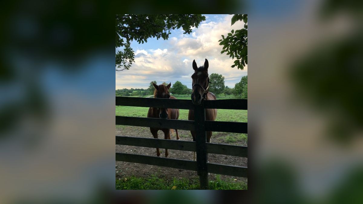 Top 10 Equestrian Estates in New Jersey in 2027 — figure 5