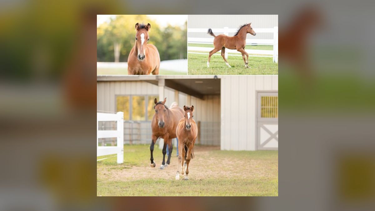Top 10 Equestrian Estates in New Jersey in 2027