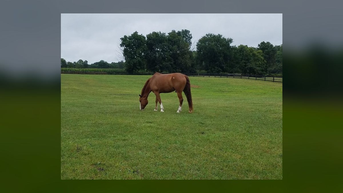 Top 10 Equestrian Estates in Washington in 2027 — figure 5