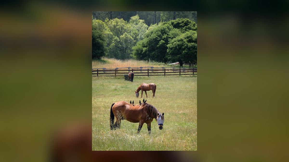Top 10 Equestrian Estates in Florida in 2026 — figure 4