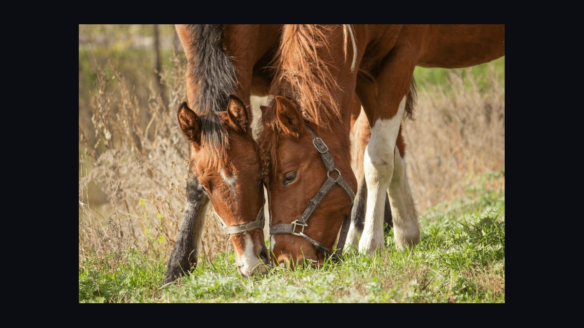Top 10 Equestrian Estates in Colorado in 2026 — figure 9