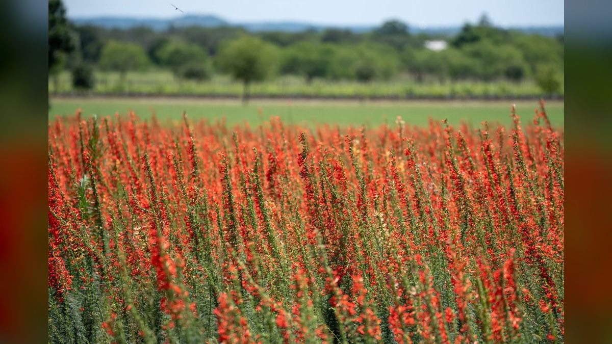 The 10 Best Texas Hill Country Wedding Venues in 2027
