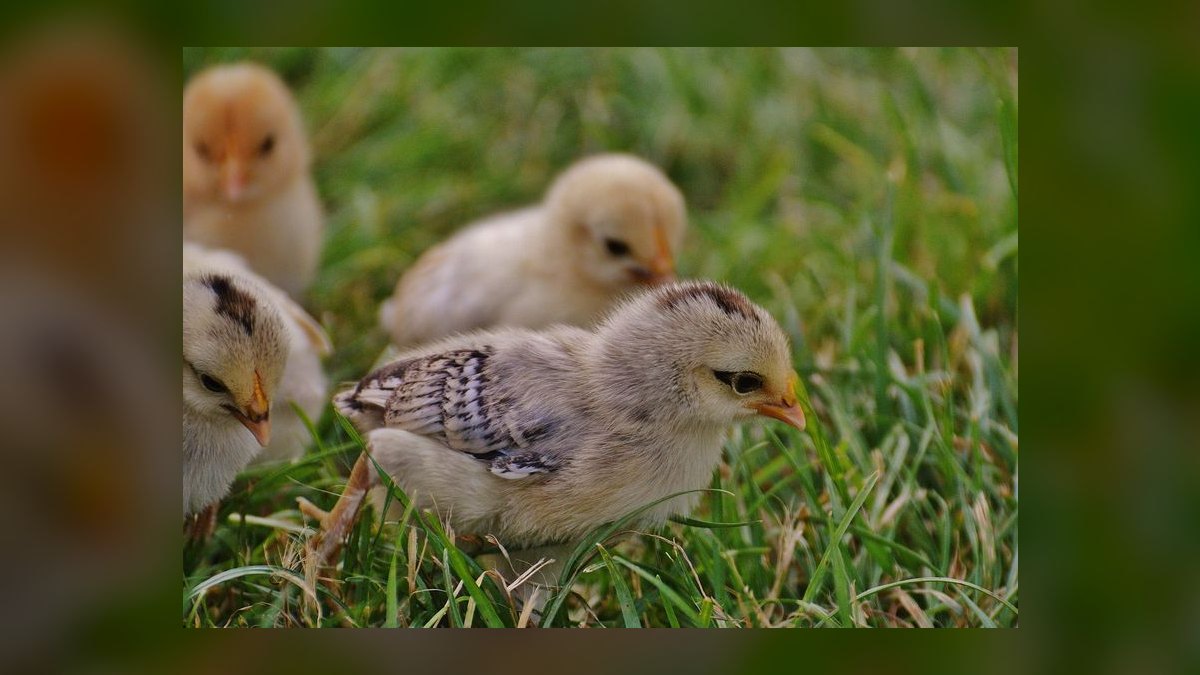 Should I open or buy a Chick-fil-A franchise in 2027 — figure 9
