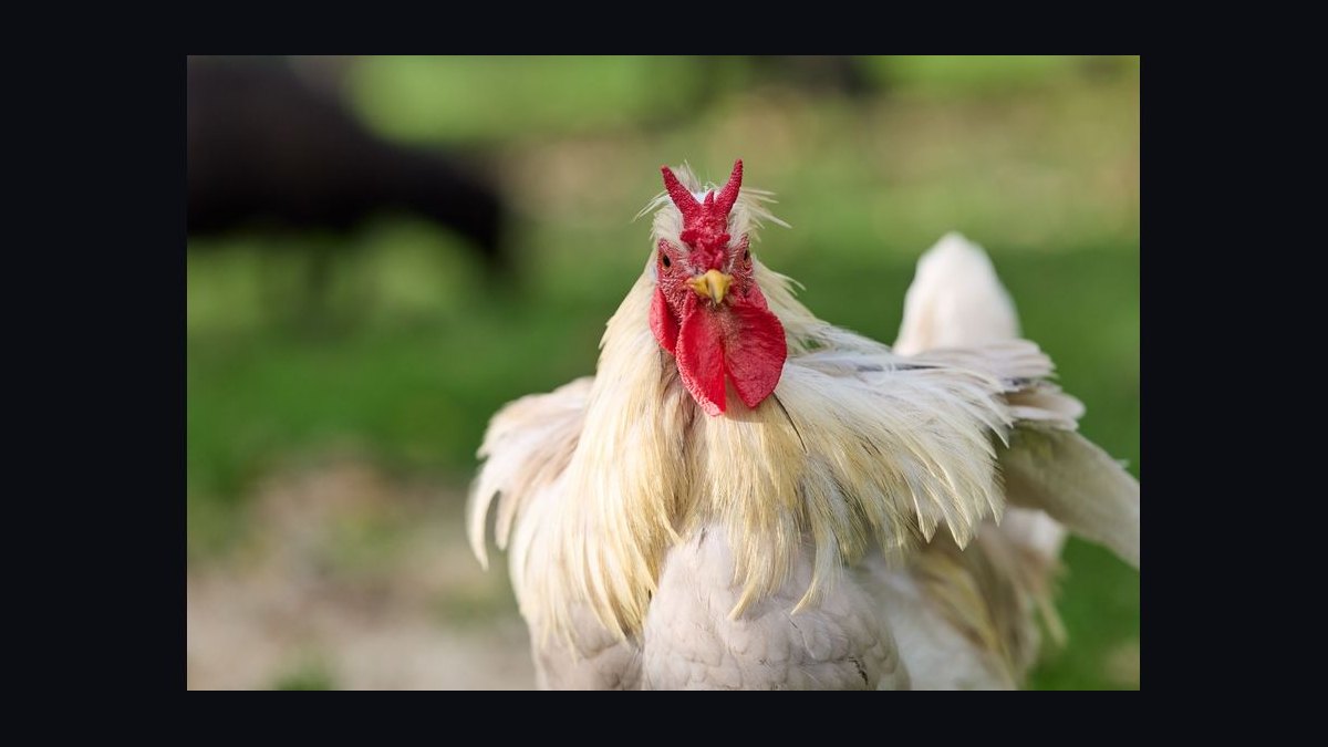 Should I open or buy a Pollo Tropical franchise in 2027 — figure 8