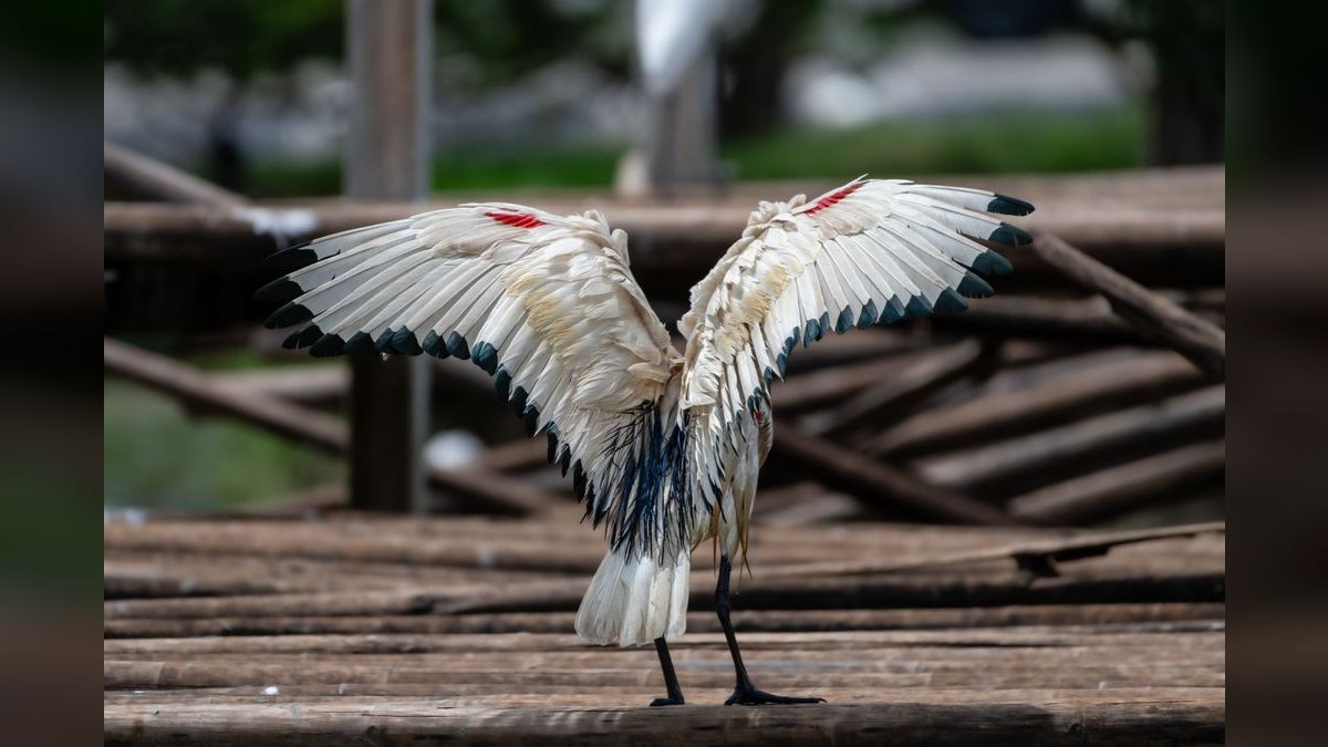 Should I open or buy a Wing Zone franchise in 2027 — figure 4