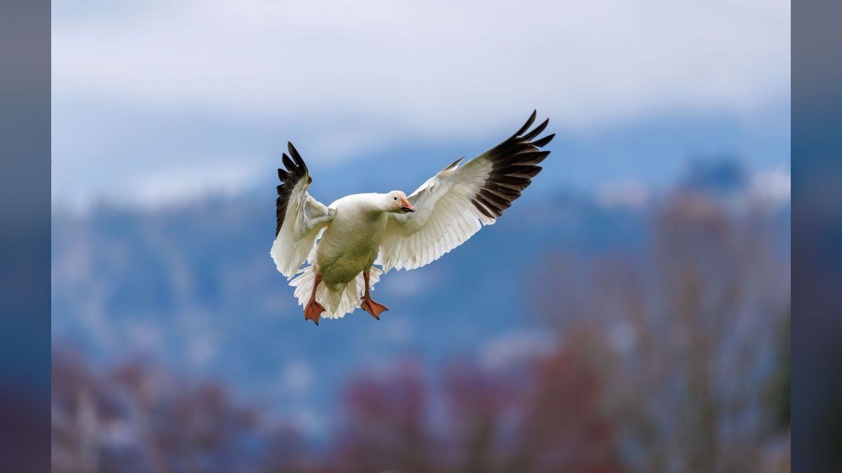 Should I open or buy a Wing Zone franchise in 2027 — figure 5
