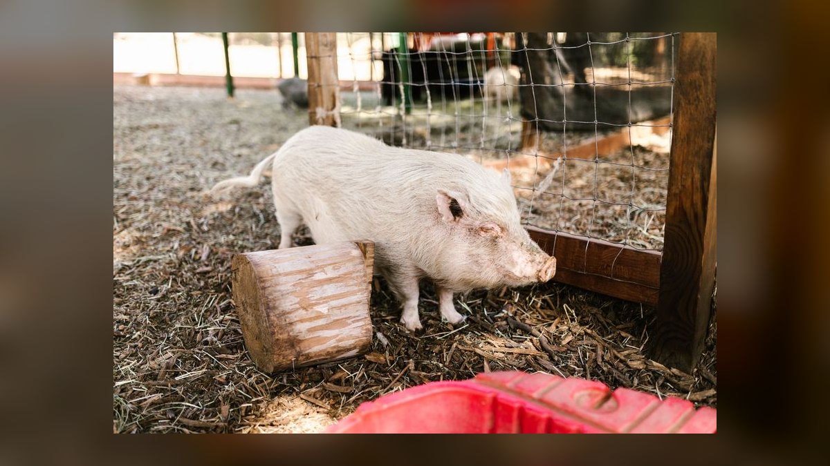 Should I open or buy a Potbelly Sandwich franchise in 2027 — figure 10