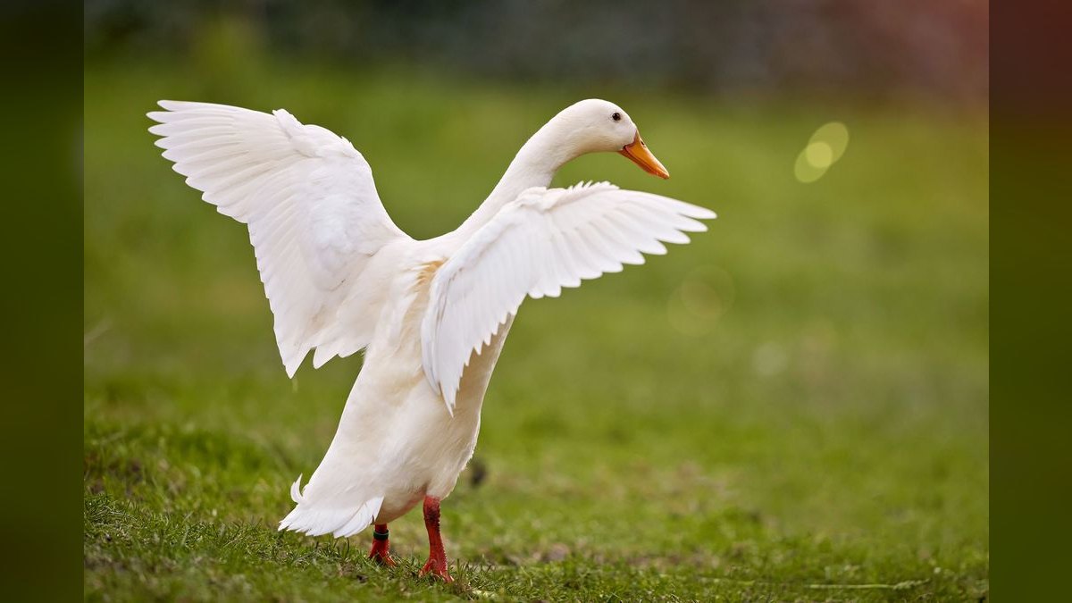 Should I open or buy a Duck Donuts franchise in 2027 — figure 4