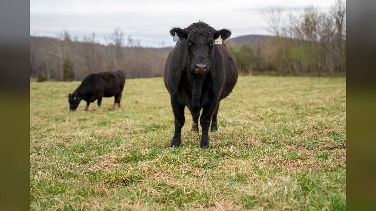 Should I open or buy a Black Angus Steakhouse franchise in 2027?