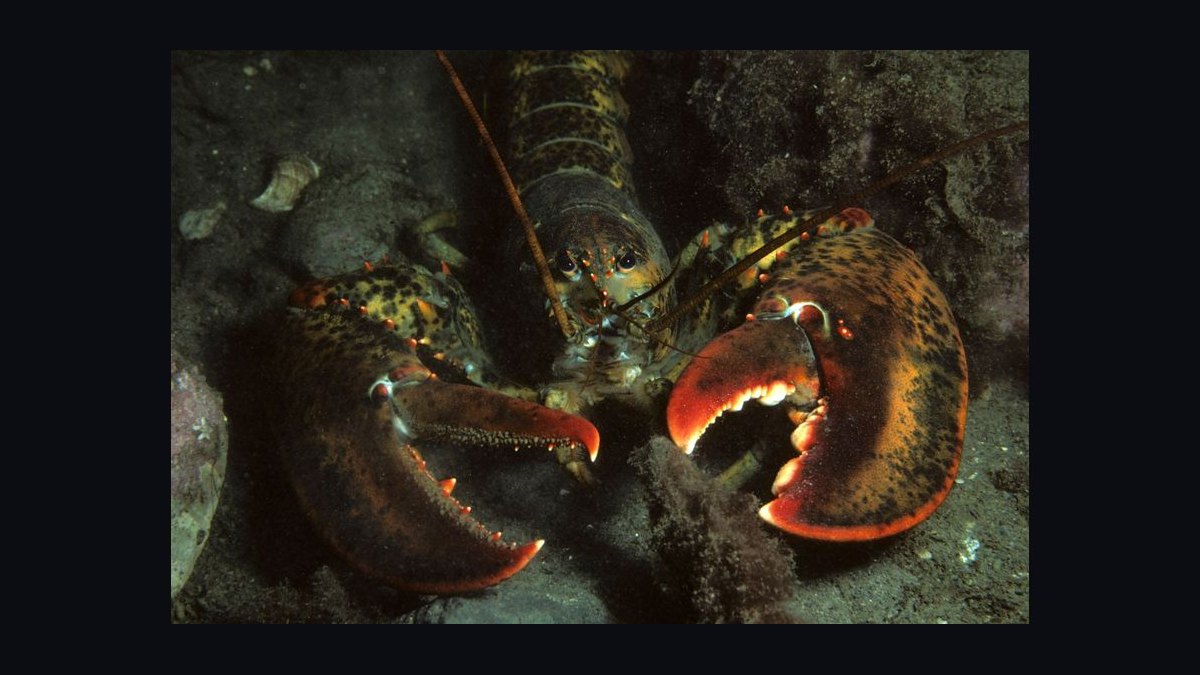 Should I open or buy a Red Lobster franchise in 2027 — figure 9
