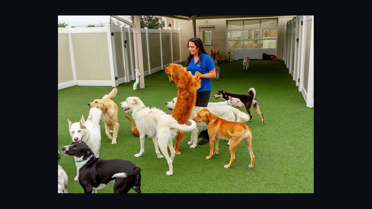 Should I open or buy a K9 Resorts Luxury Pet Hotel franchise in 2027 — figure 2