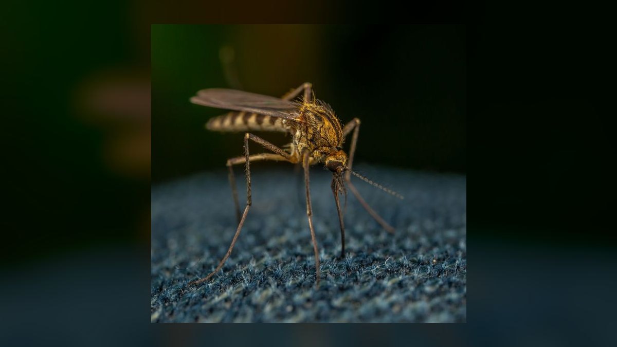 Should I open or buy a Mosquito Squad franchise in 2027 — figure 7