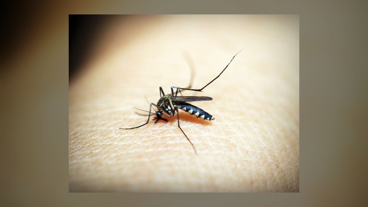 Should I open or buy a Mosquito Squad franchise in 2027 — figure 8