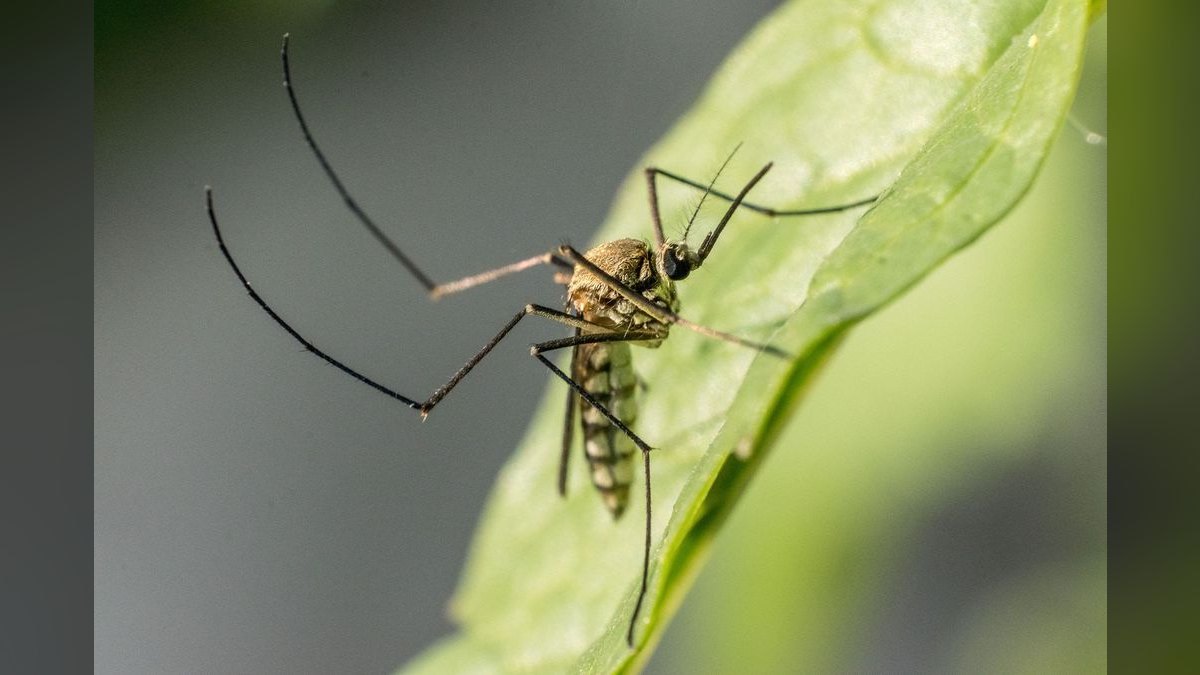 Should I open or buy a Mosquito Authority franchise in 2027 — figure 6