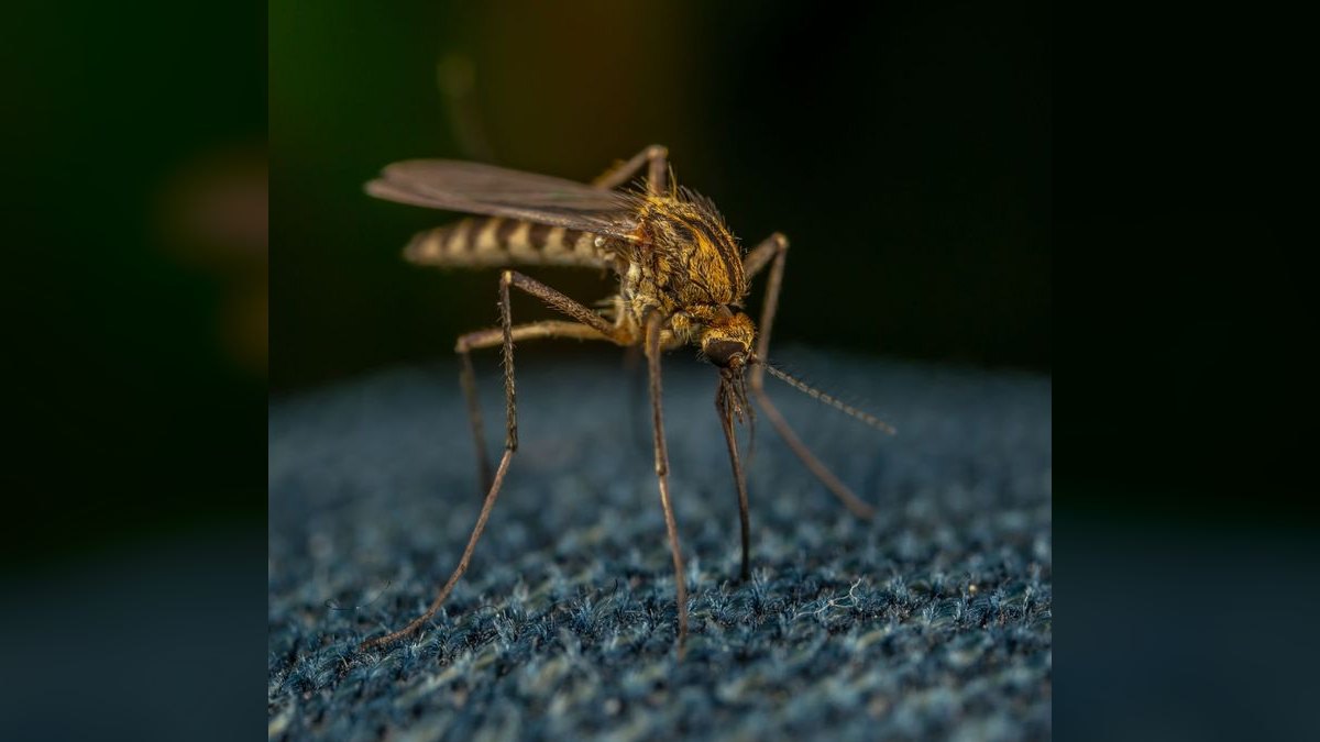Should I open or buy a Mosquito Authority franchise in 2027?