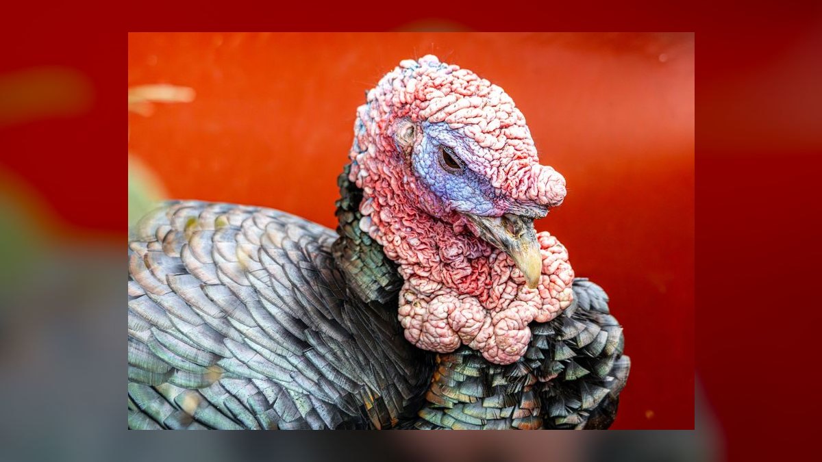Should I open or buy a Pluckers Wing Bar franchise in 2027 — figure 7