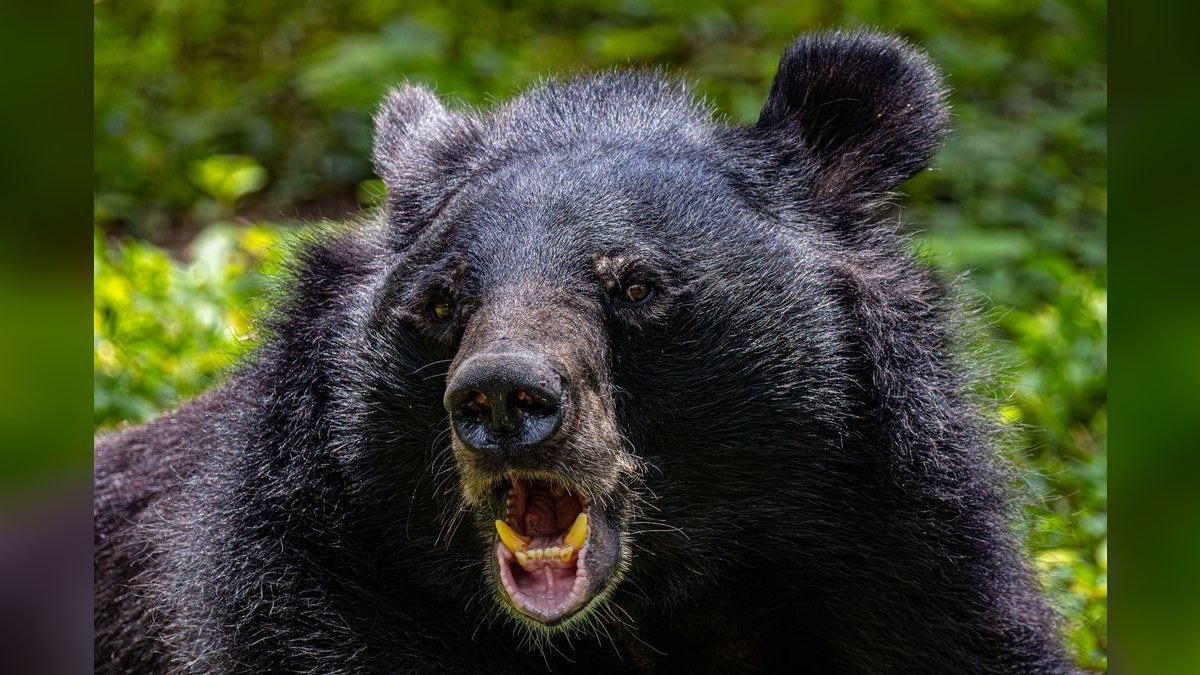 Should I open or buy a Black Bear Diner franchise in 2027?