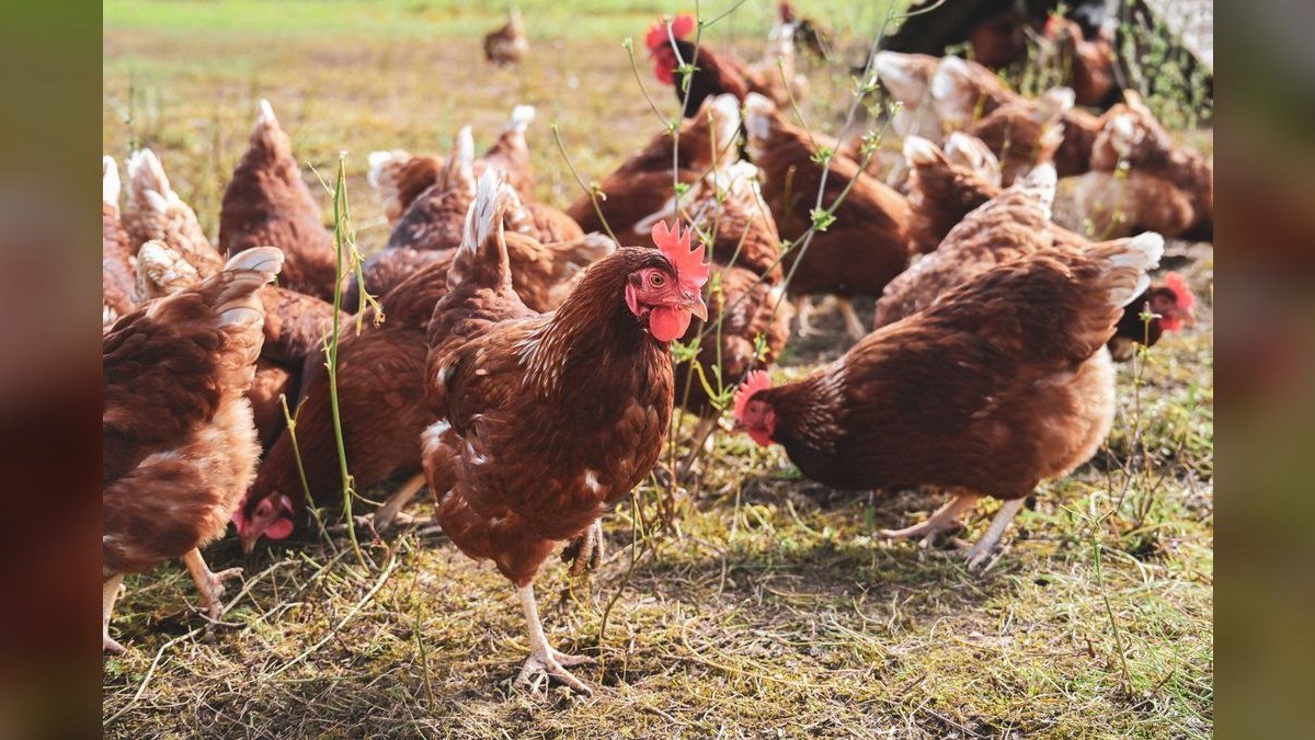 Should I open or buy a Slim Chickens (re-do) franchise in 2027?
