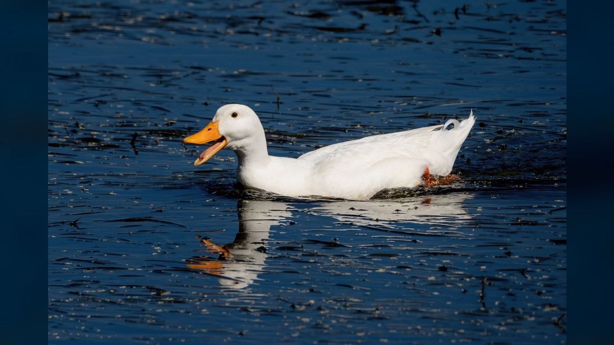 Should I open or buy a Quick Quack Car Wash franchise in 2027?