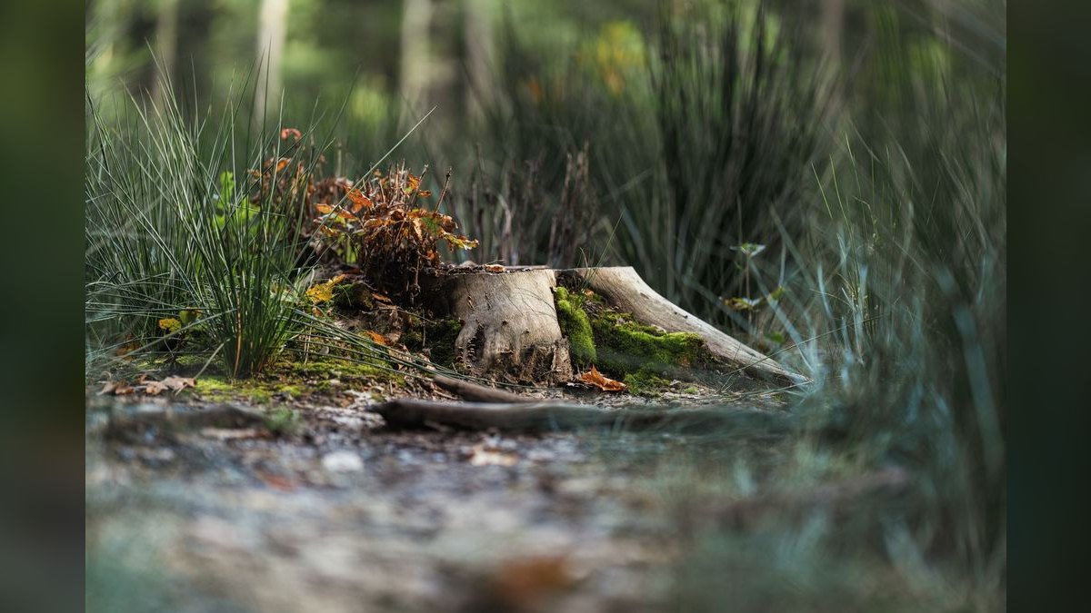 Should I open a stump removal business in 2027 — figure 2