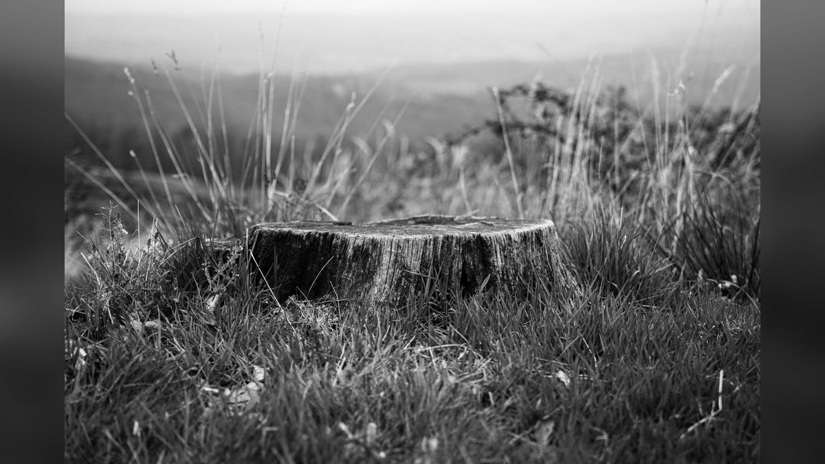 Should I open a stump removal business in 2027 — figure 4