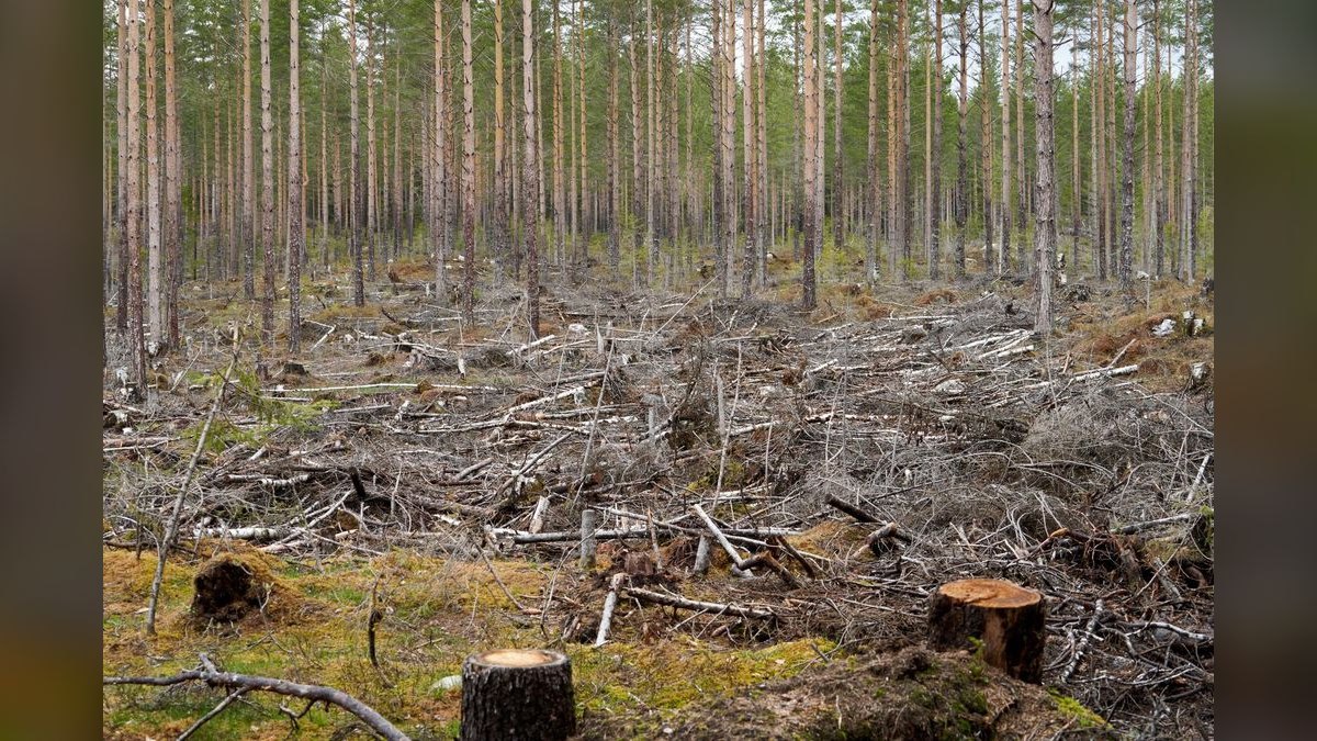 Should I open a stump removal business in 2027?