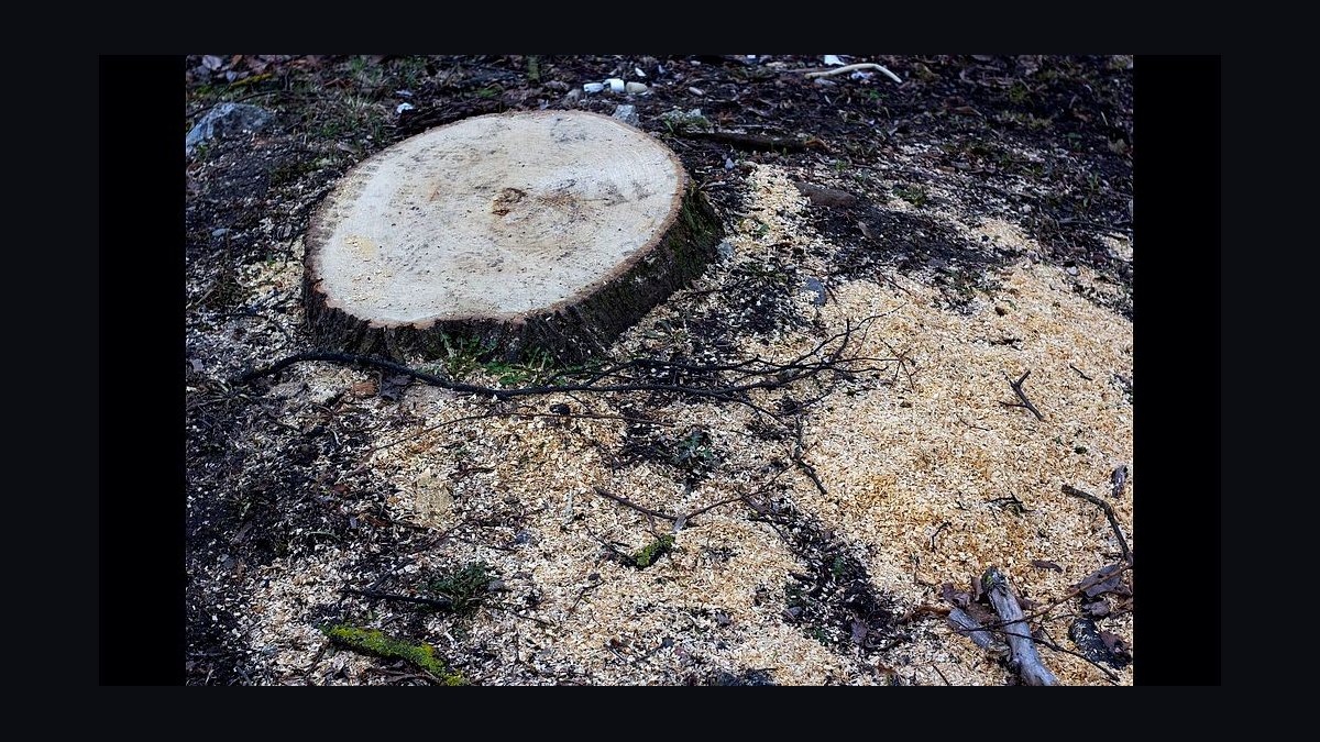 Should I open a stump removal business in 2027?