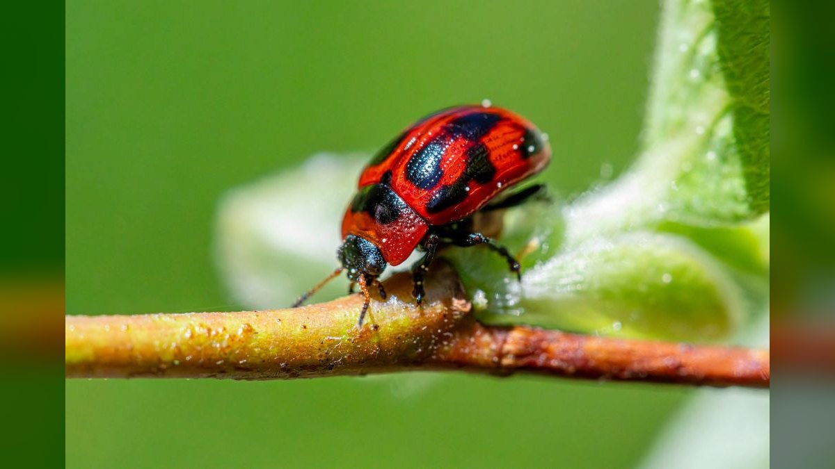 Should I open a independent pest control business in 2027 — figure 3