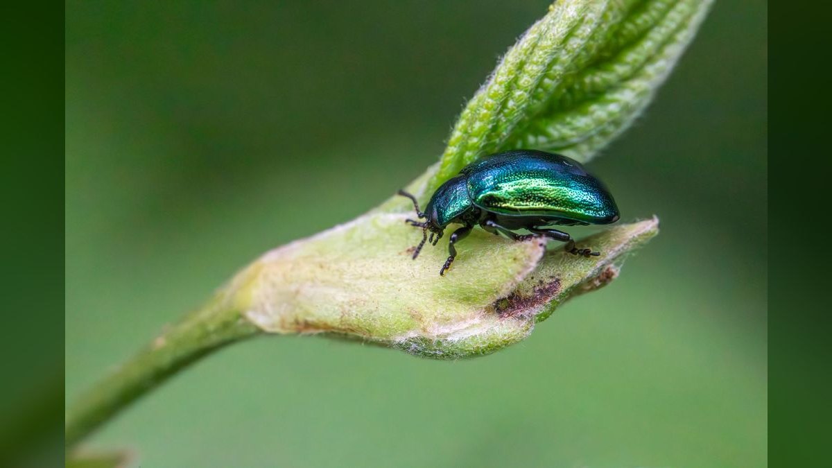 Should I open a independent pest control business in 2027 — figure 5