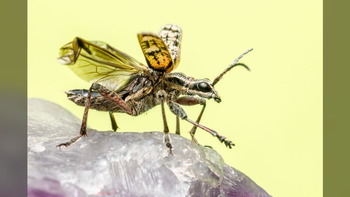 Should I open a independent pest control business in 2027?